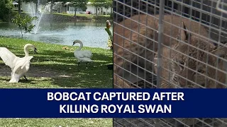 Bobcat captured after eating royal swan in Florida