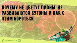 Почему не цветут пионы, не развиваются бутоны и как с этим бороться