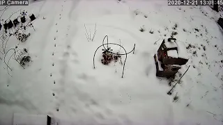 Кот, перемещающийся по снегу по своим же следам.