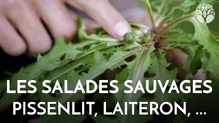 Les salades sauvages, pissenlits, laiterons, laitues