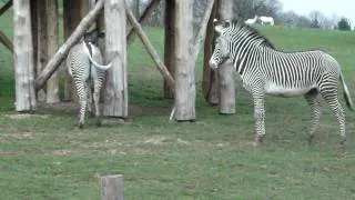 zebra's at chessington world of adventures new Wanyama Village & Reserve