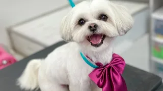 Teddy Bear Haircut Malshi Groom | Maltese Shihtzu