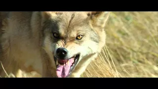 DER LETZTE WOLF Trailer