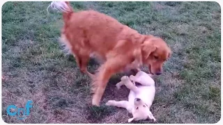 Golden Retriever Meets New Puppy | Air Buds 8: Best Buds