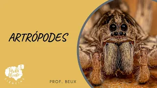 Artropodes