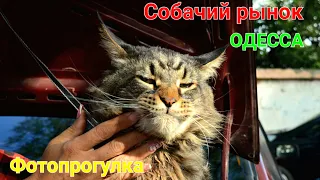 Собачий рынок. Фотопрогулка от Виктории. Собаки для Вас. Староконный рынок. Щенки. Одесса. #зоотроп