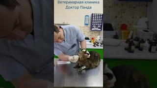 Кормление кошки с сахарным диабетом.