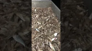 Shrimping in  Louisiana