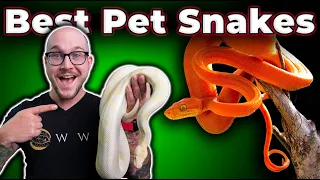 The BEST Pet Snakes at EVERY Size!