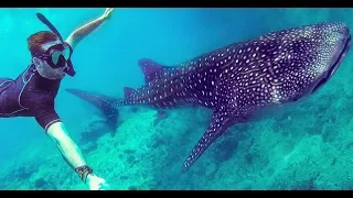 Vilamendhoo, Maldives. GoPro with Whale Shark, Turtles and Coral Reefs