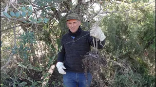 Reproduccion de olivos tres métodos, ancestral, semilla y esqueje.