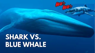 This Is Why Great White Sharks Don't Attack Blue Whales