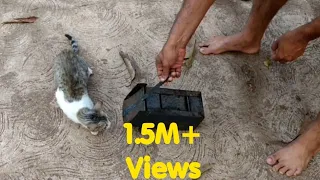 How cat catch mouse(in slow motion)