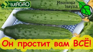 ЭТОТ ОГУРЕЦ ВЫРАСТЕТ БЕЗ РАССАДЫ и ПОДКОРМОК! Старый конь простит вам все огрехи.