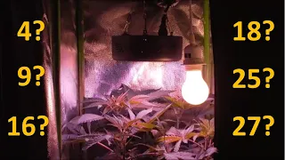 Wie viele Pflanzen in der Growbox, welche Topfgröße, und welche Anordnung?