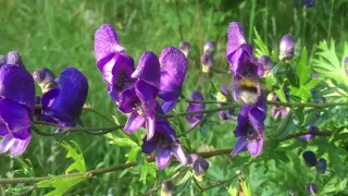 Blauer Eisenhut und Erdhummel | Achtung giftig !!! #bewusstsein #christophpollak #spagyrik