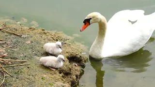 コブハクチョウ🦢雛🐤たちの巣立ち　2024/05/06