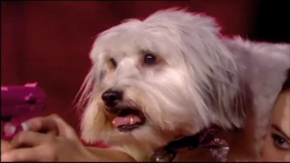 Ashleigh and Pudsey - RIP Pudsey