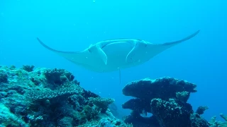 Manta Point (Muda Kan), Maradhoo (Gan), Addu Atoll, Malediven (07-19.09.2014)