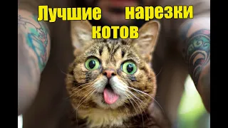 Приколы 2019 лучшие испуги котов смешные видео