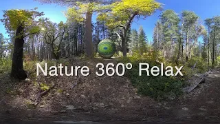 VR video 360 Nature Relax Meditation with Autumn Zen Orb