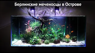 Берлинские меченосцы в Острове