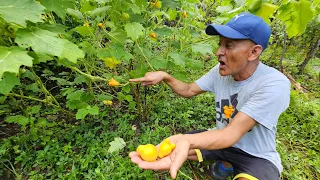 Esta es la famosa chichigua de la suerte | el salvador