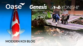 Modern Koi Blog #5617 - Live aus Japan: Makoto erklärt die Koi aus Konishi Koi Auktion No. 561