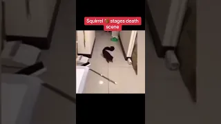 Squirrel creates his own crime scene😂😂