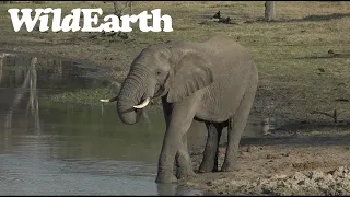 WildEarth - Sunrise  Safari - 16 Sep 2022