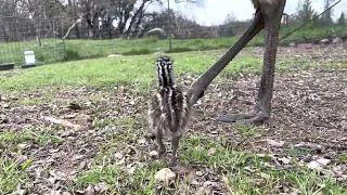 Emu Chick - 1 week old