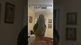 🦜 Henry da Parrot excited to be called to his sweetheart 🦜 #birdslover #parrot #flight #lovely