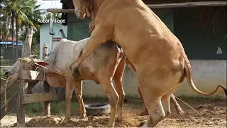 Wow!! Cow Man Use Traditional Style To Produce The Baby Cow 2021#09