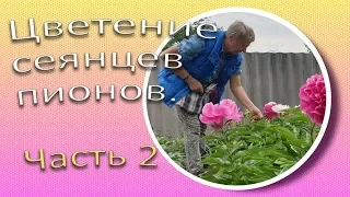 Цветение сеянцев пионов. Часть 2 / Сад Ворошиловой