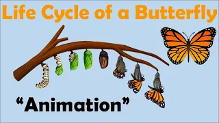 BUTTERFLY LIFE CYCLE | Animation