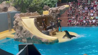 Sea Lion Show at Loro Parque, Tenerife, on 24 August 2021