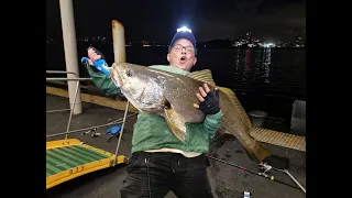 Monster 1.25m Sydney Harbour Jewfish