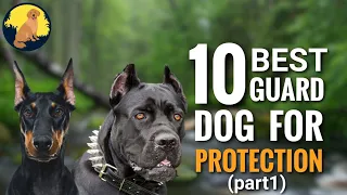 Top 10 Best Guard Dog Breeds for Home Protection (Part1)