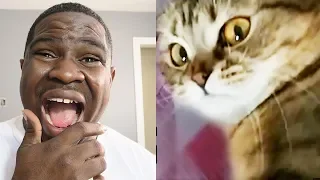 Cats Being Jerks Video Compilation (April 2015) || FailArmy - REACTION