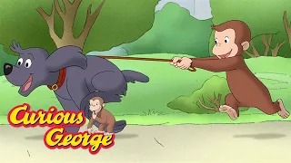 Dog walking 🐶 Curious George 🐵 Kids Cartoon 🐵 Kids Movies