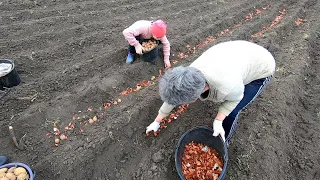 Высаживаем картошку на огороде с семьей 👉 Новый метод выращивания картофеля с шелухой лука