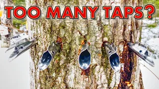 How Many Taps Per Maple Tree? Tapping Maple Trees For High Sap Yield Making Backyard Maple Syrup
