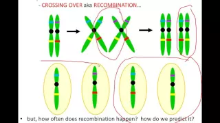 Lecture 9 - Linkage, Recombination and Mapping