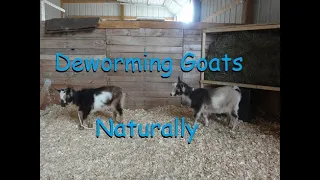 Deworm Your Goat In 3 Easy Steps/Natural Goat Deworming Recipe