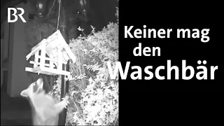 Problem für Tier & Mensch - pelzige Jäger: Unerwünschte Waschbären in Deutschland | Gut zu wissen|BR