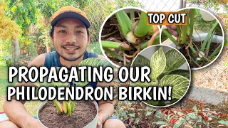HOW TO PROPAGATE YOUR PHILODENDRON BIRKIN PLUS CARE TIPS AND TRICKS!