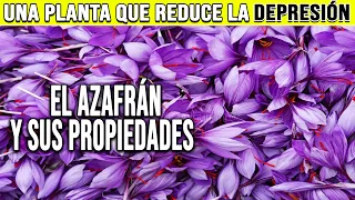 EL AZAFRÁN y sus BENEFICIOS, EL ORO ROJO - PLANTAS MEDICINALES