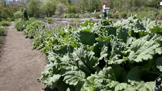 Les légumes vivaces | Dans mon Jardin