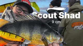 Perch fishing with Scout Shad 9cm | Sportfishtackle.com