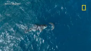 WATCH: Stunning moment orca takes down great white shark